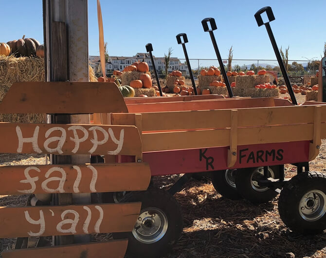 Pumpkin Patch