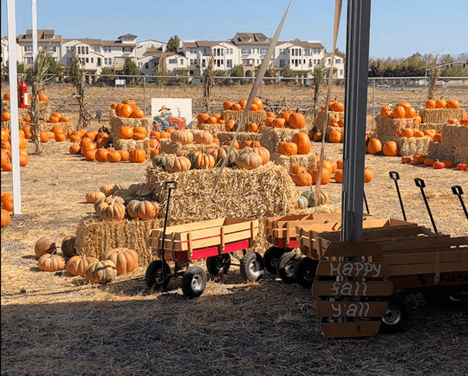 kr farms pumpkin patch