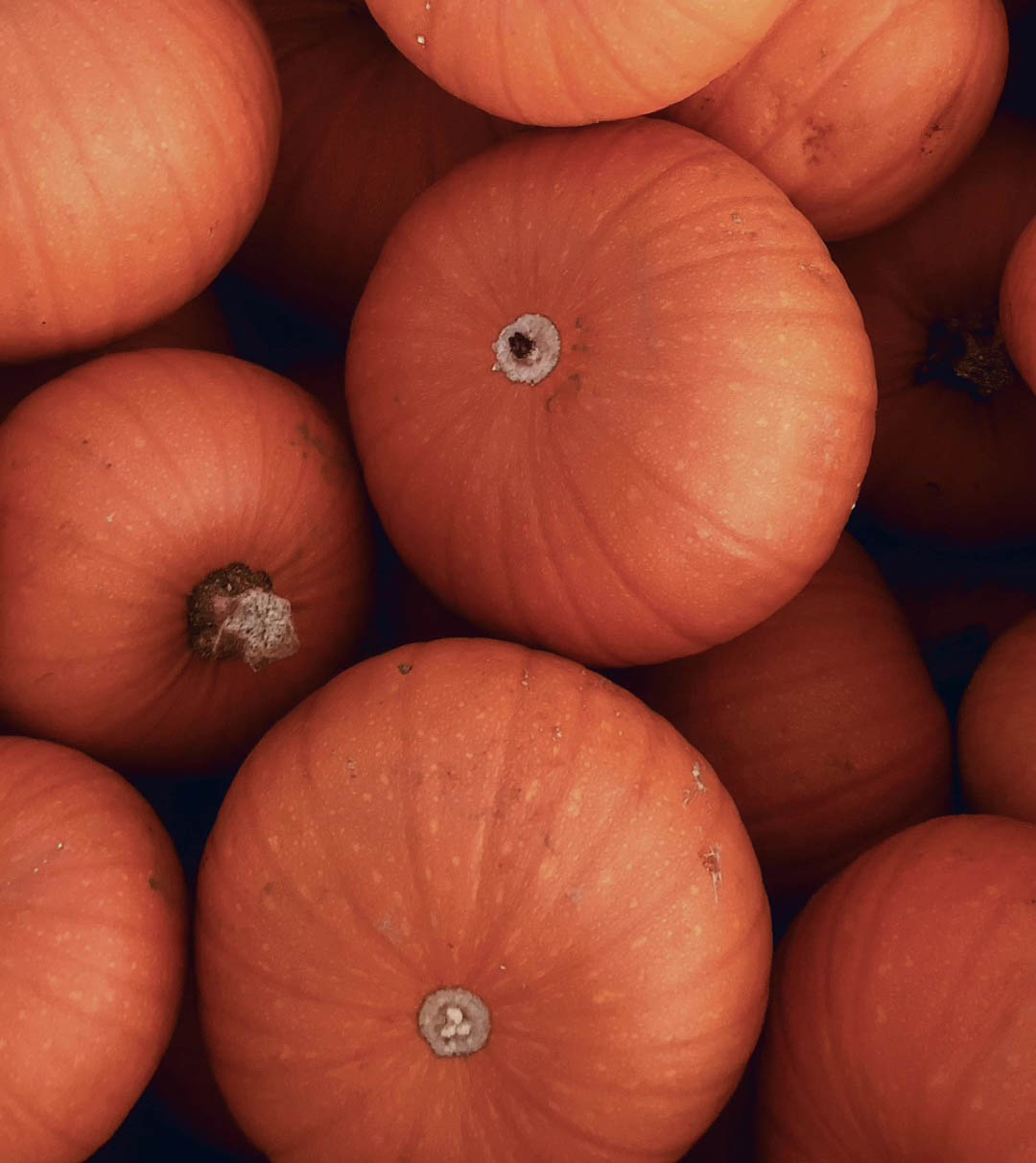 pumpkin patch pile testimonial