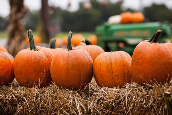 How to Preserve Your Pumpkins for Long-Lasting Décor