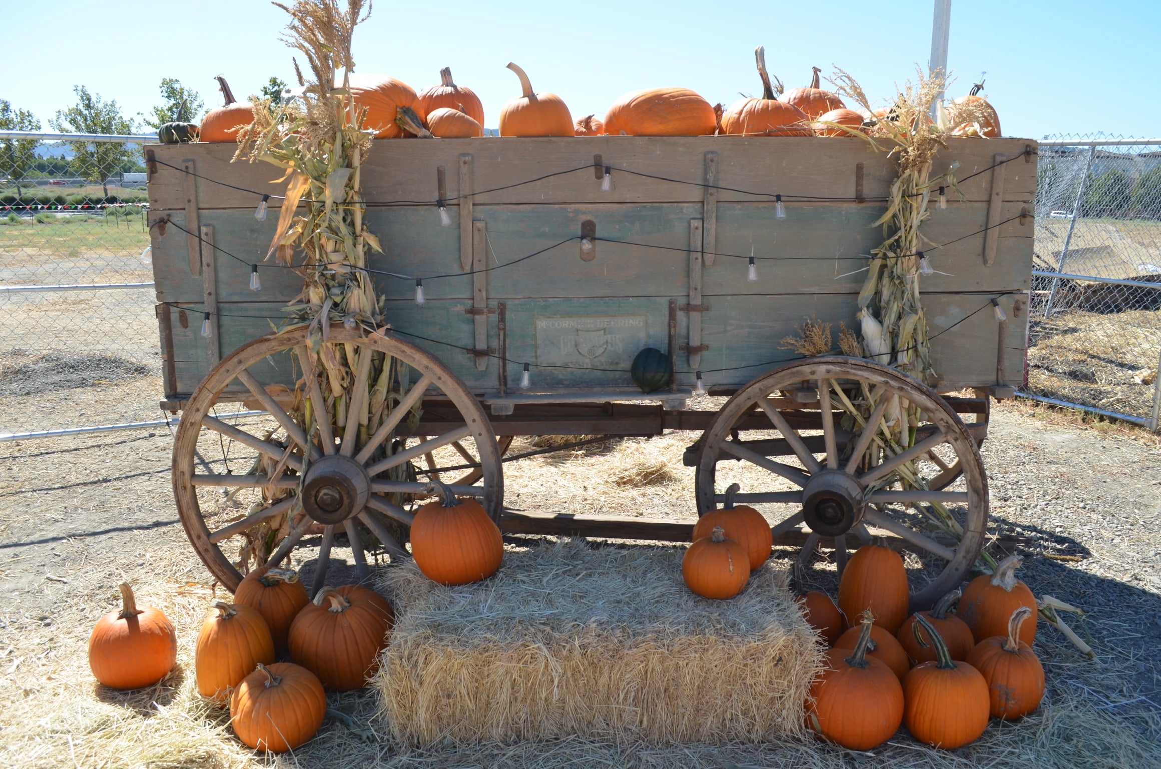 A carriage overflowing with pumpkins at KR Farms