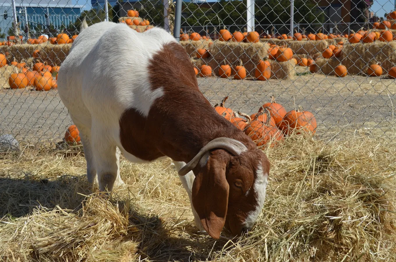 Goats at the barnyard at KR Farms