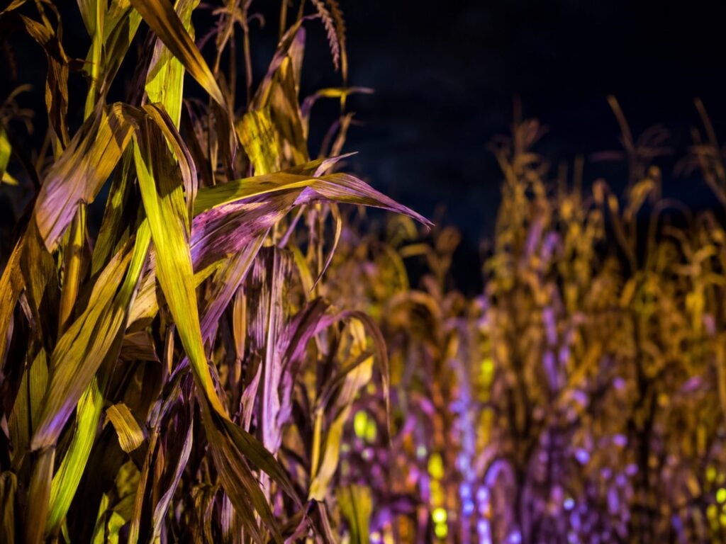 Green and purple light projections on corn stalks at the KR Farms corn maze at night